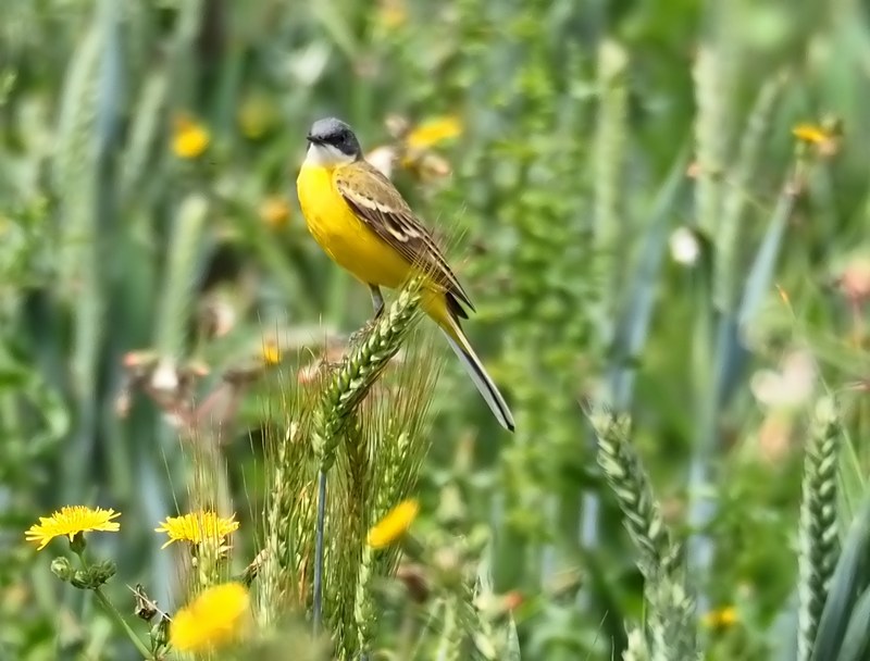 Cutrettola capinera occidentale- Motacilla flava   feldegg